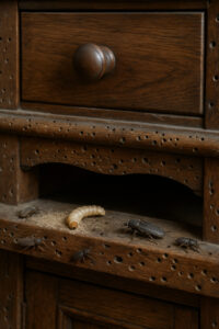 Quels insectes xylophages attaquent les meubles anciens ?