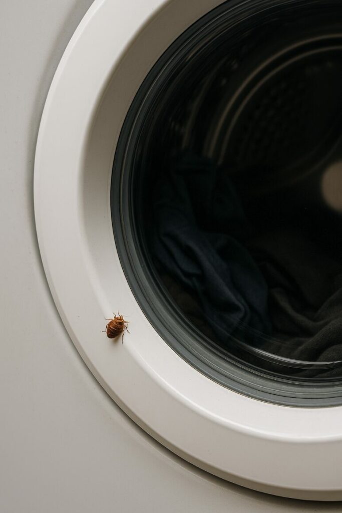 Punaise de lit lave linge
