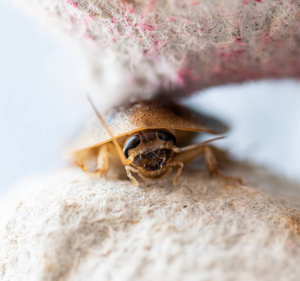 insecte caché déménagement