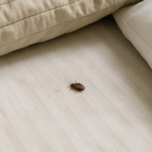 traitement punaise de lit morte