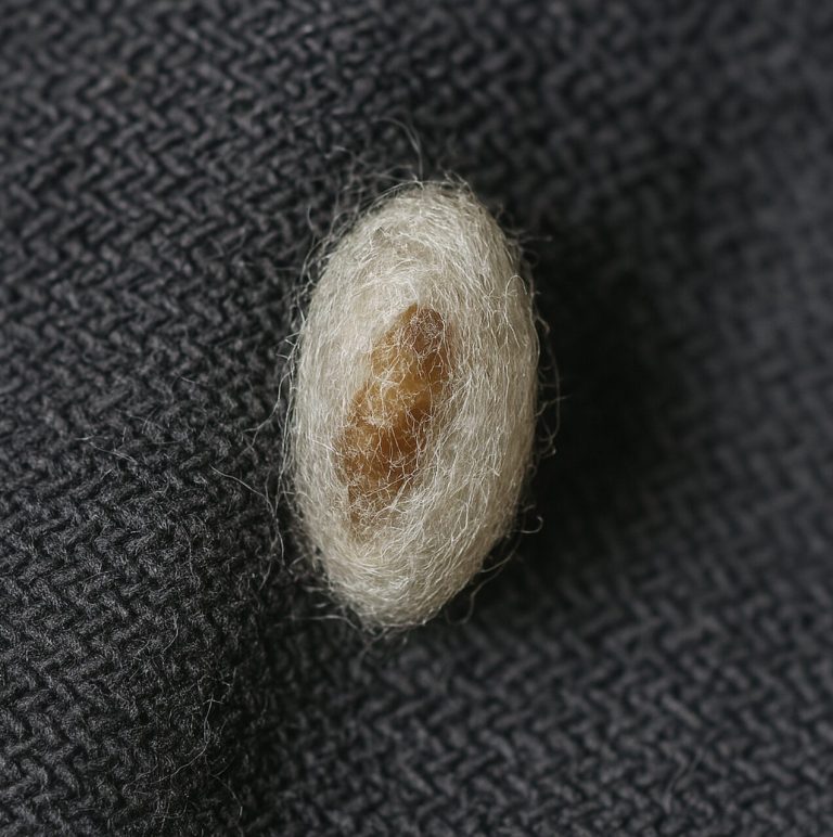 à quoi ressemble un cocon de mite textile