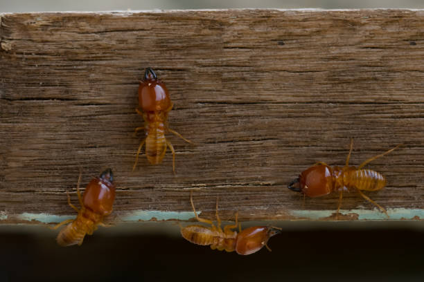 termites dans la maison