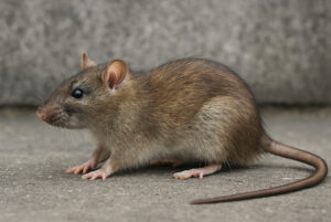 comment se débarrasser des rats