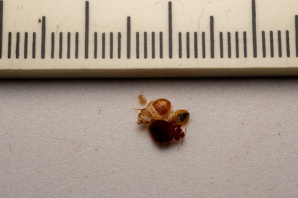 taille punaises de lit