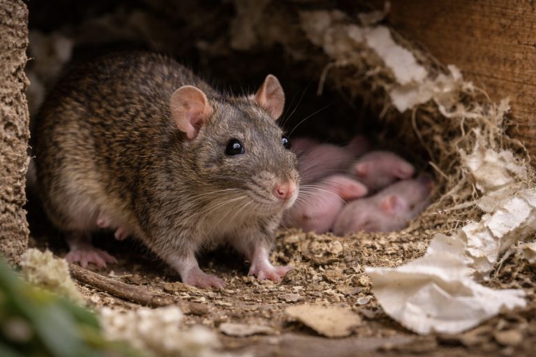 rat femelle