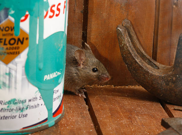 infestation de souris et traitement