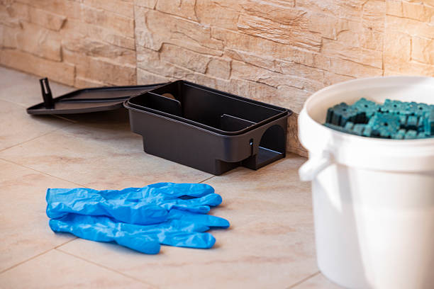 solution contre les rats