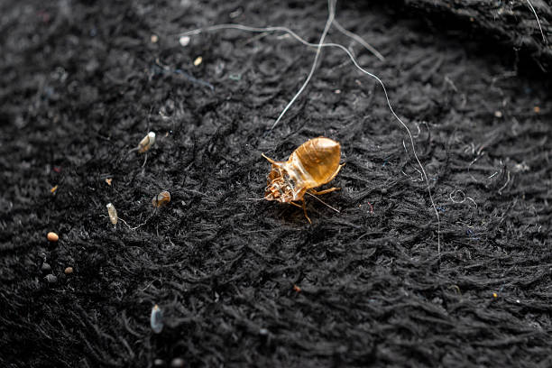 peau morte punaise de lit