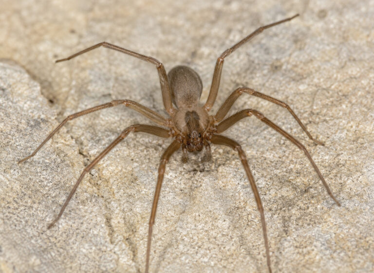 Araignée violoniste