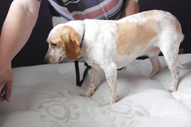 chien et punaises de lit