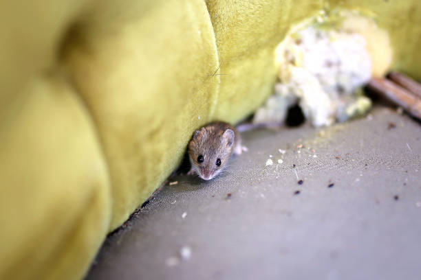 crotte de souris
