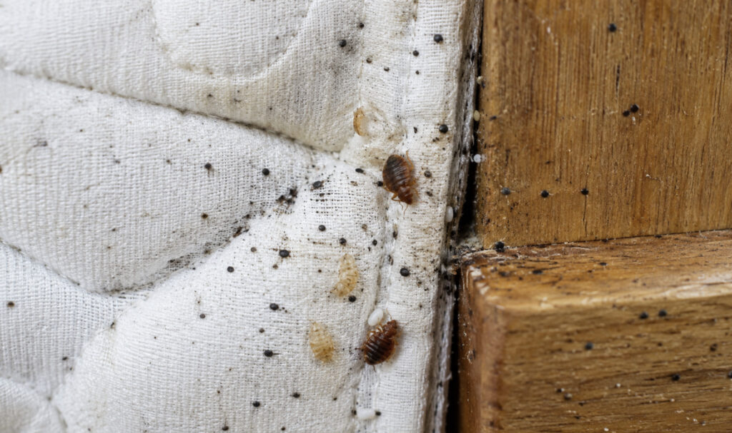 nid de punaises de lit