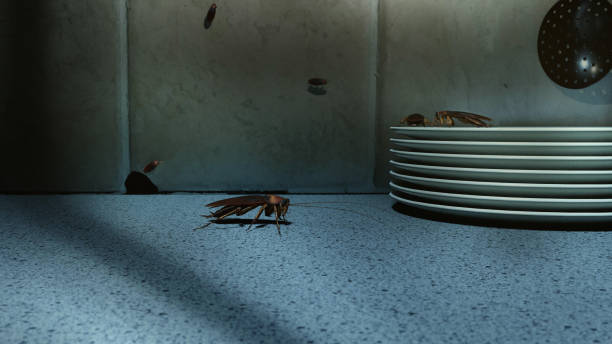 cafard sur un comptoir de cuisine